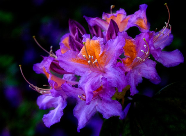 Rhodie 12-6729.jpg